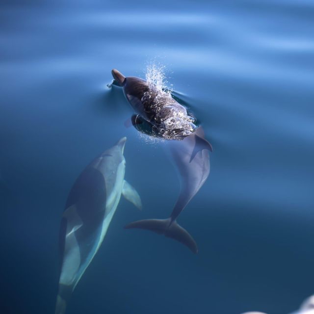 Sunset Tour and Searching Dolphins - Sunset Dolphin Tour From La Sirena: What You’re Buying