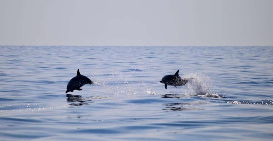 Sunset Tour and Searching Dolphins - The Real Timing: 150 Minutes Sounds Neat—Until Boarding Happens