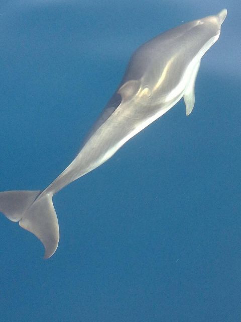 Sunset Tour and Searching Dolphins - Sunset Return: Etna, Monte Tauro, and Last Looks From the Sea