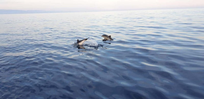 Sunset tour in search of dolphins with aperitif - What Makes This Dolphin Sunset Tour Worth Your Time