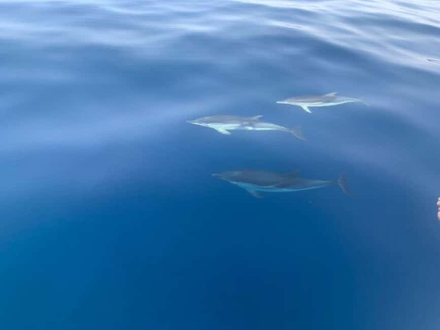 Sunset tour in search of dolphins with aperitif - Giardini Naxos Check-In at Antonio’s Office: Time Your Day Well