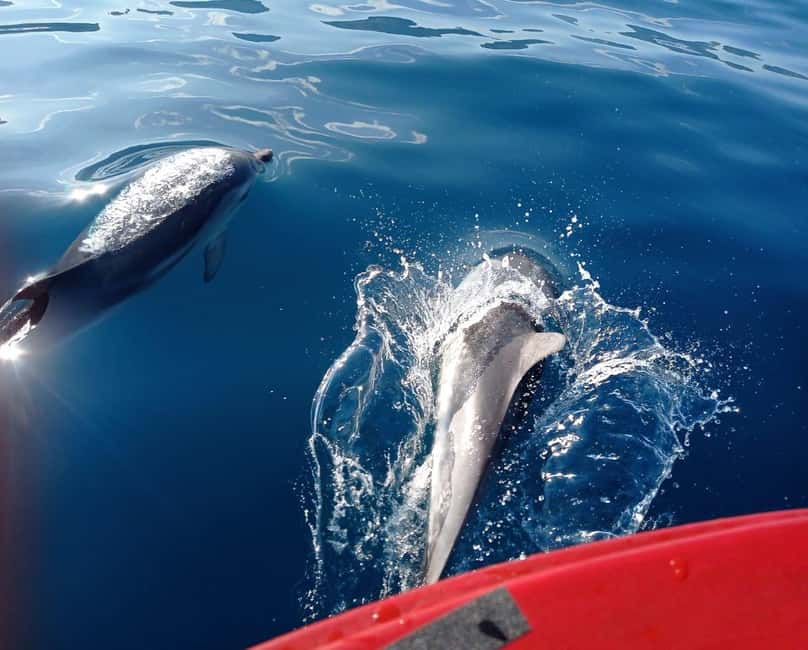 Sunset tour in search of dolphins with aperitif - Price and Value: Does $53 Make Sense Here?