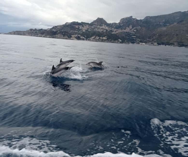 Sunset tour in search of dolphins with aperitif - Who Should Book This Dolphin Sunset Cruise?