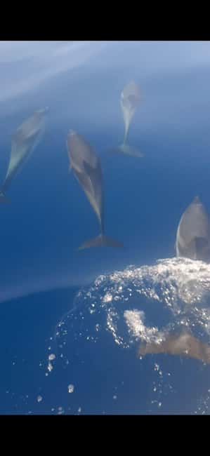 Sunset tour in search of dolphins with aperitif - The Coast Cruise: Etna, Naxos Bay, Caves, and Isola Bella Views
