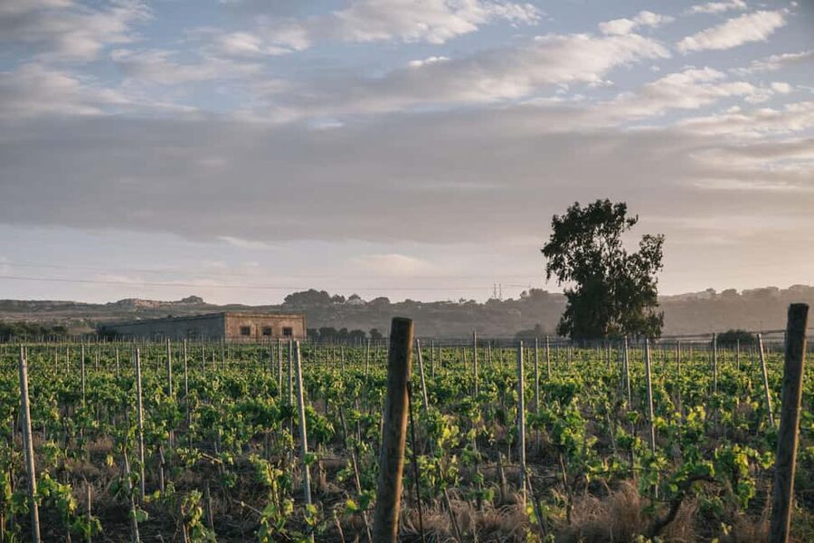 Syracuse: Exclusive Sicilian Wine Tasting Experience - Key highlights you’ll feel right away