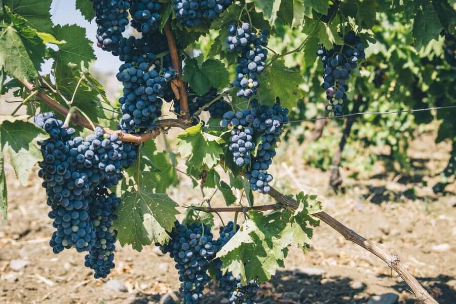 Syracuse: Exclusive Sicilian Wine Tasting Experience - The food pairing: how a light lunch makes the tasting click