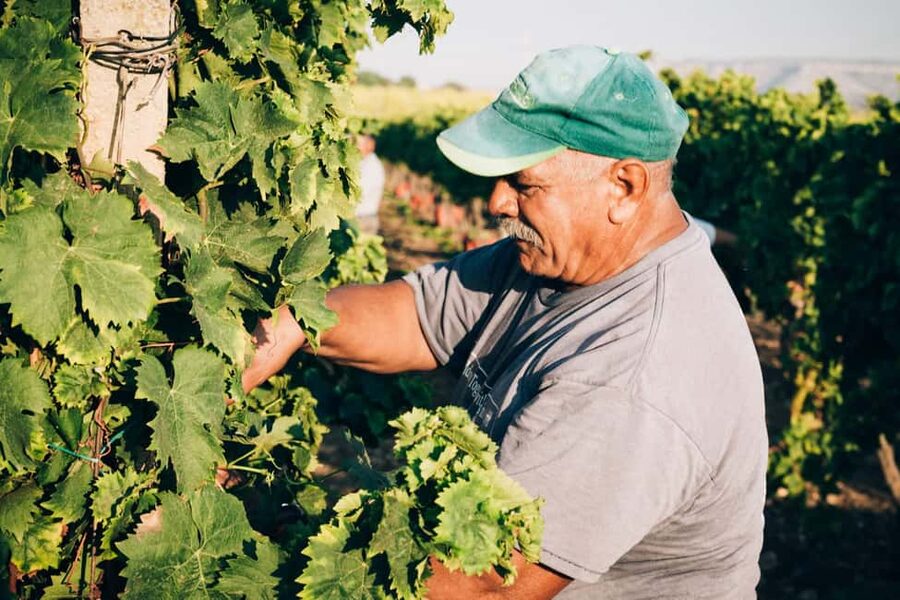 Syracuse: Exclusive Sicilian Wine Tasting Experience - Walking the estate: vineyards, winery stops, and the exotic garden