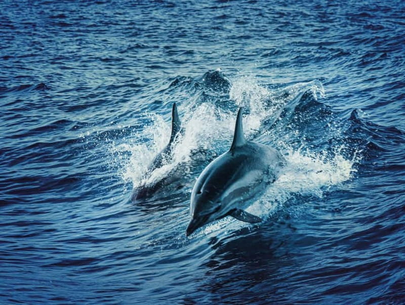 Taormina and Giardini Naxos: 2 Hour Dolphin Tour & Grotto - A Two-Hour Sunset Plan for the Bay of Taormina