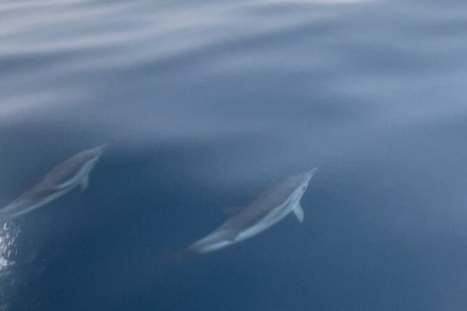 Taormina Dolfin 2-hour boat tour - Weather, Seas, and When to Go