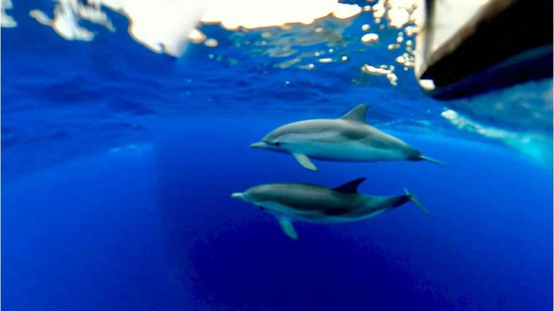 Taormina: Dolphin Tour and Sunset Aperitif Boat Tour - Time, comfort, and crew style on a 2-hour cruise