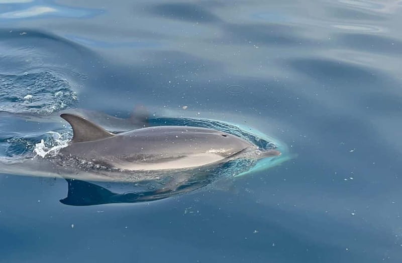 Taormina: Dolphin Tour and Sunset Aperitif Boat Tour - Isola Bella and Taormina: why the sea-level perspective hits different