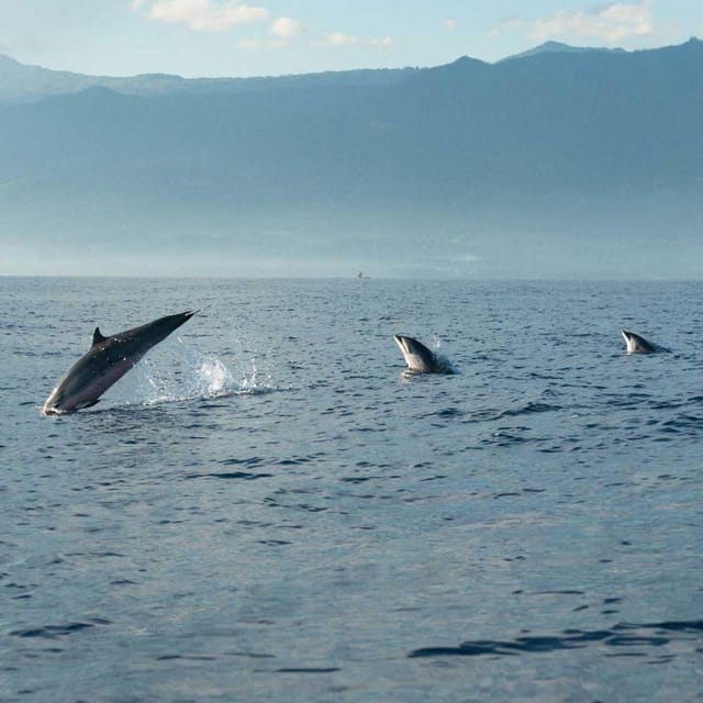 Taormina: Private Boat Tour with aperitif - Dolphin and marine life watching: nice, not guaranteed