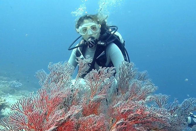 Taormina Scuba Diving Experience - What you actually learn underwater (basic skills, PADI context)