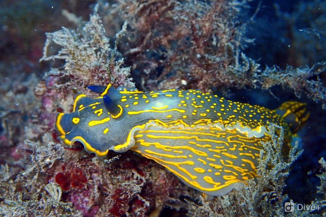 Taormina Scuba Diving Experience - The morning flow: from Porto di meet-up to Isola Bella