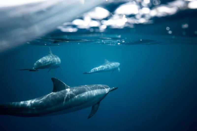 Taormina: Sunset Boat Tour with Dolphin Watching & Aperitif - Sunset Sailing Between Giardini Naxos and Taormina