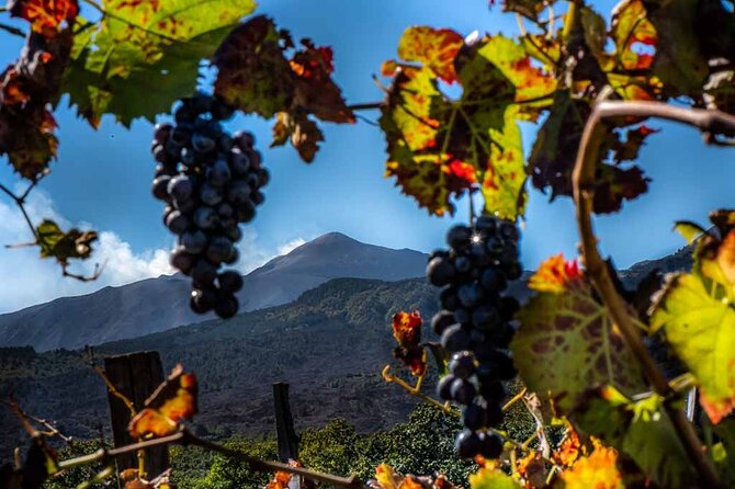 Tour Etna and Wine an experience between nature and aromas with taste. - Key takeaways before you go