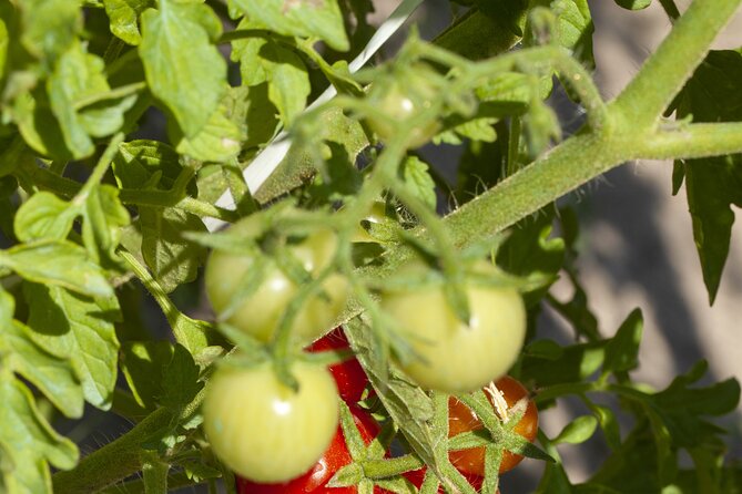 Tour in the heady scents of our garden in Ragusa - Wildlife moments and that “wait, did you hear that?” feeling