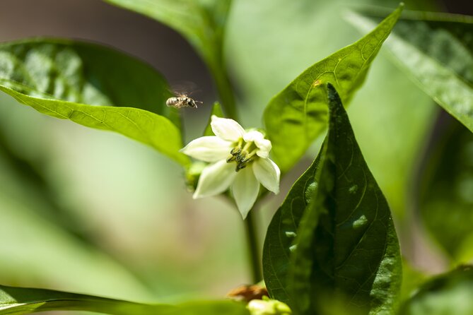 Tour in the heady scents of our garden in Ragusa - Who should book this Ragusa scent tour?
