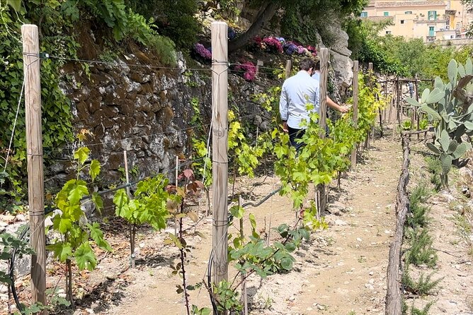 Tour in the heady scents of our garden in Ragusa - Radici - Think Natural: the one-hour route through herbs and fruit