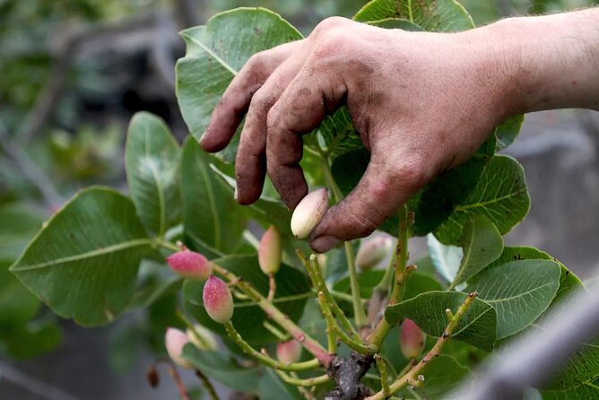 tour with tasting in the Bronte pistachio plantations - Key things that make this pistachio tour worth your time