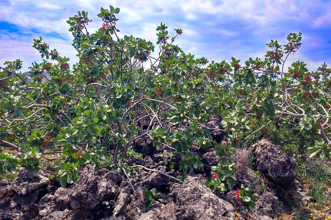 tour with tasting in the Bronte pistachio plantations - Stop in Bronte: orchard walk, farming practices, and what you notice