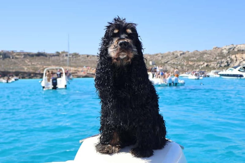 Trapani: favignana and levanzo boat tour - Why This Trapani-to-Egadi Day Works Better Than a Half-Day
