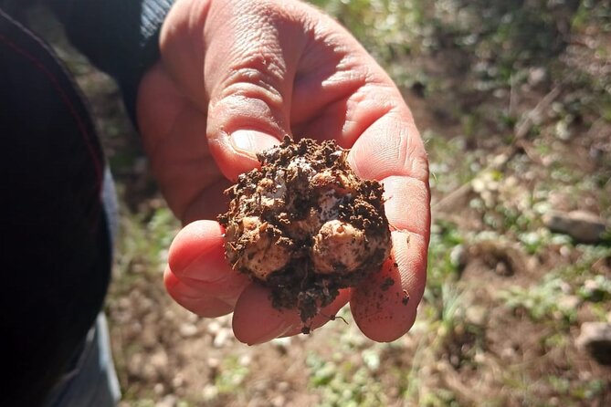 Truffle hunting in the Sicani mountains: a unique experience in Sicily - Key Things To Know Before You Go