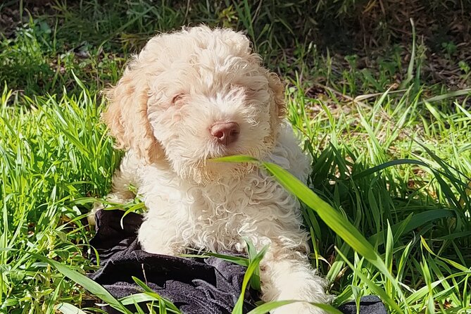 Truffle hunting in the Sicani mountains: a unique experience in Sicily - What Happens After the Hunt: Snack Tasting and Farm-Style Bites