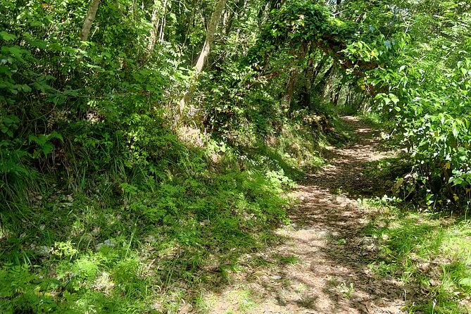 Truffle hunting in the Sicani mountains: a unique experience in Sicily - Price and Value: Is $119.27 Worth It?