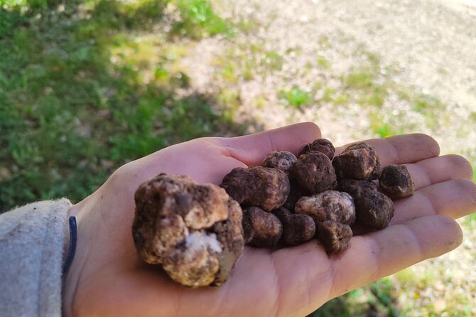 Truffle hunting in the Sicani mountains: a unique experience in Sicily - Meet at Jolly Joker, Then Head Into the Woods Near Monte Cammarata