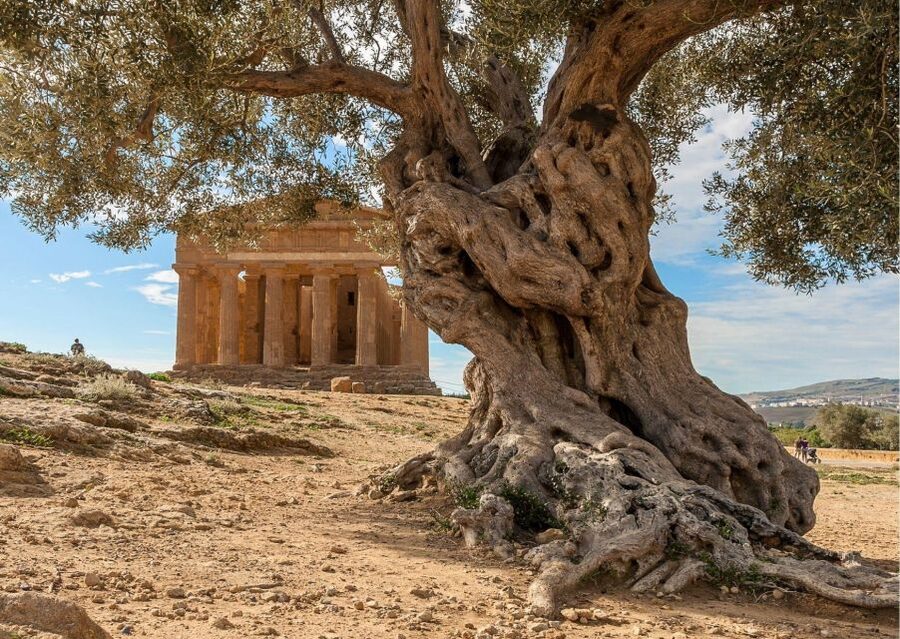Valley of the Temples and Villa Romana Multi-Language Tour - Who This Tour Suits Best
