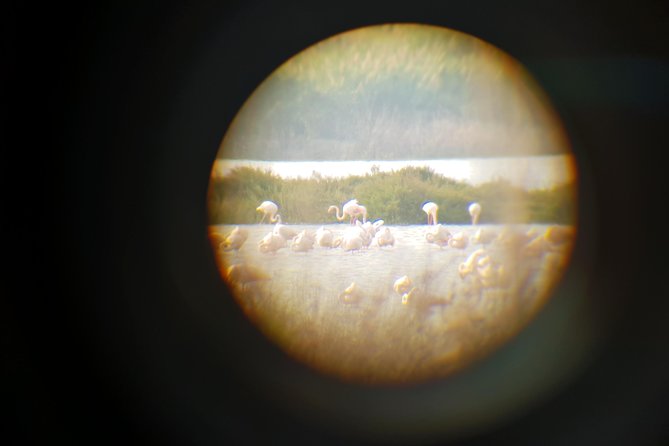 Vendicari - Sicily's best coast nature reserve ( Birdwatching & Archeology ) - The Coastal Walk: Marshland and Dunes (With Flamingo Chances)