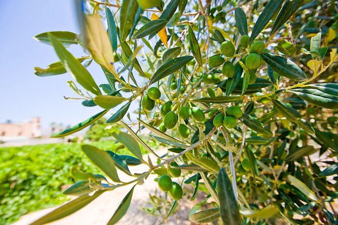 Visit and Private Tasting of EVO Oil and Organic Wine - Key highlights worth planning for
