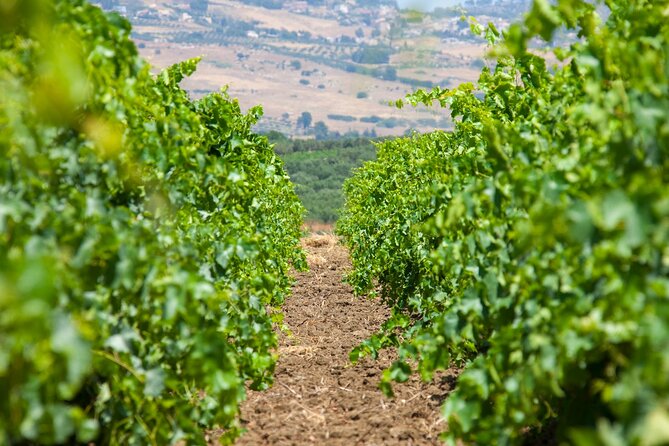 Visit and Private Tasting of EVO Oil and Organic Wine - A Historic Sicilian Baglio in Trapani
