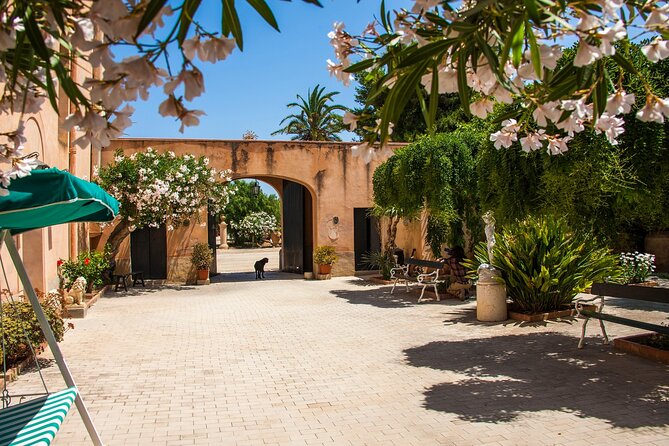 Visit and Private Tasting of EVO Oil and Organic Wine - Why the olive growing and Sicilian oenology talk matters