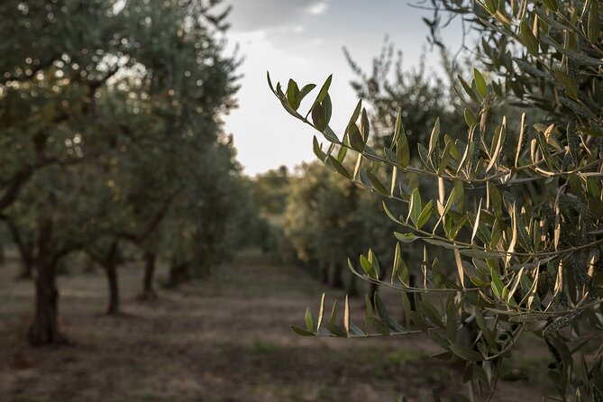 Visit to the olive grove, oil tasting and lunch at the farm - Terra Surti in Sortino: why this olive oil tour feels real
