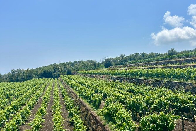 Volcano Etna Tour Wine Tasting Lunch in the Cellar Transfer - Price and value: what you’re actually paying for at $270.93