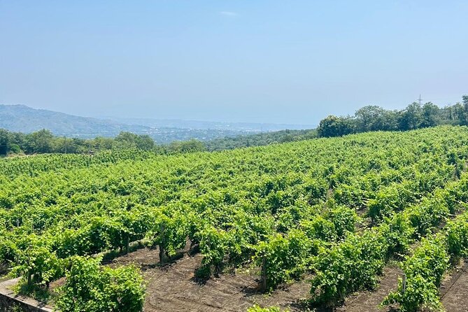 Volcano Etna Tour Wine Tasting Lunch in the Cellar Transfer - Who this tour fits best (and who should skip it)