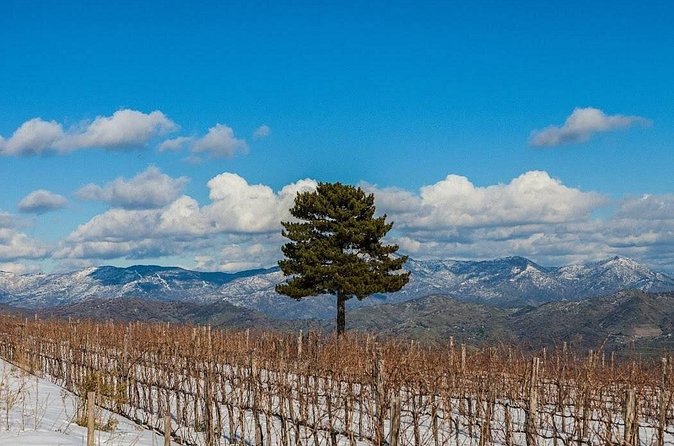 Wine Tasting Experience Etna Nord - The tasting: 4 or 7 labels and how to pace yourself