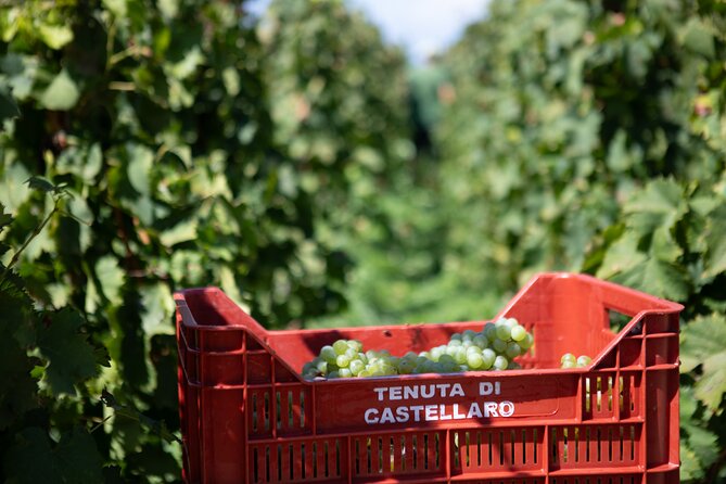 Wine tasting THE CLASSICS - Views of the Aeolian Islands: Where the scenery fits the tasting