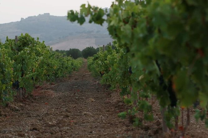Wine Tour in the historic Baglio Florio Adamo with Lunch - Price and value: how $78.44 per person makes sense here
