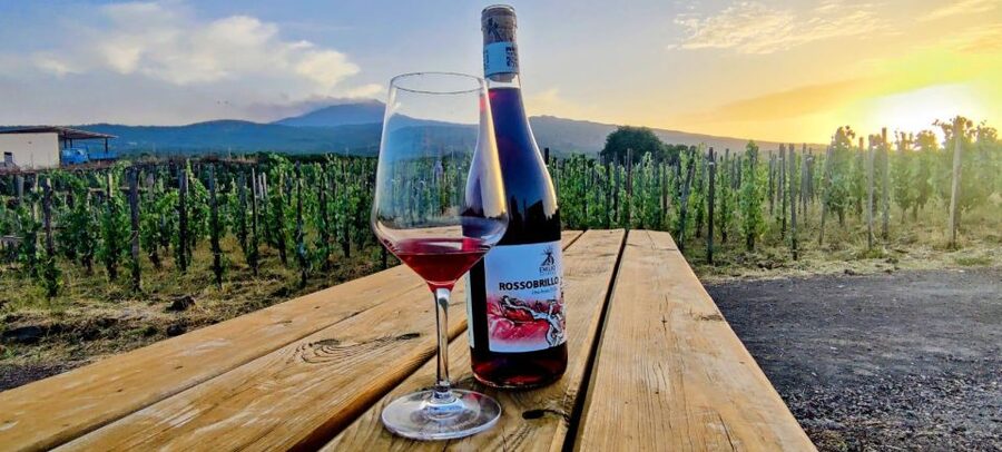 Wine tour with wine tasting - Who should book, and who should skip it