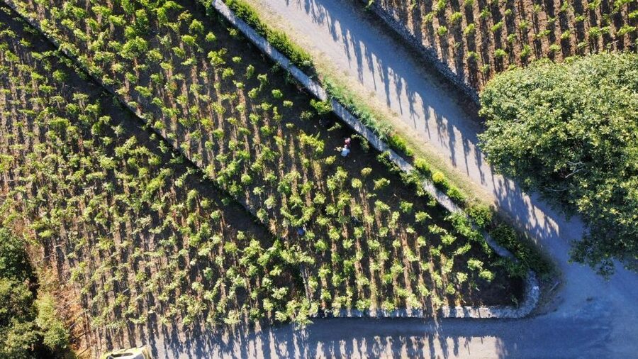 Wine tour with wine tasting - Should you book this Etna wine tour?