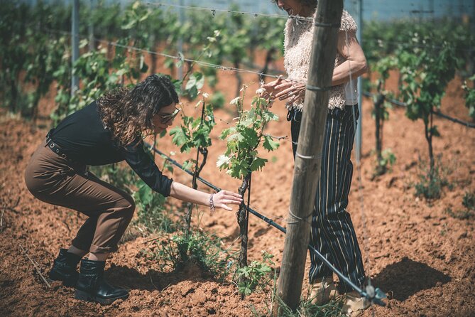 Wines and typical products in the lands of Frederick II - Frederick II Hills, But Make It Organic Wine Country